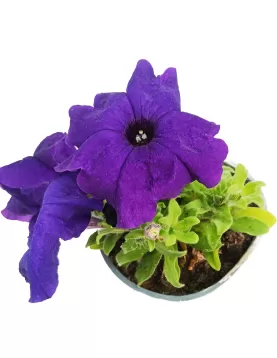 PETUNIA VOILET 12XPC