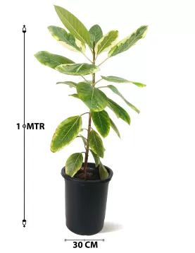 FICUS BENGLANSIS 30 Cm -  HEIGHT 110CM