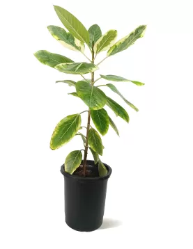 FICUS BENGLANSIS 30 Cm -  HEIGHT 110CM