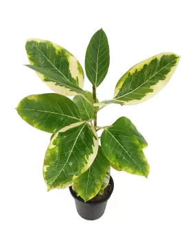 FICUS BENGLANSIS 30 Cm -  HEIGHT 110CM