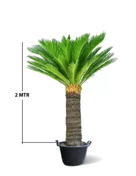 CYCAS 45 CM HIGHT 2M