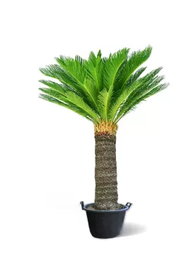 CYCAS 45 CM HIGHT 2M