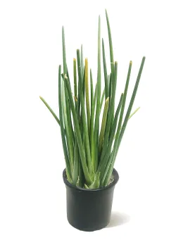 SANSEVIERIA CYLINDRICA POT 25CM - HIGHT 80CM