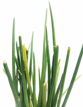 SANSEVIERIA CYLINDRICA POT 25CM - HIGHT 80CM