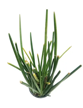 SANSEVIERIA CYLINDRICA POT 25CM - HIGHT 80CM