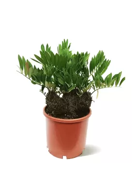 ZAMIA FUFURACEA POT 40CM - HIGHT 100CM