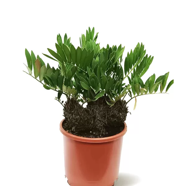 ZAMIA FUFURACEA POT 40CM - HIGHT 100CM