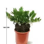 ZAMIA FUFURACEA POT 40CM - HIGHT 100CM