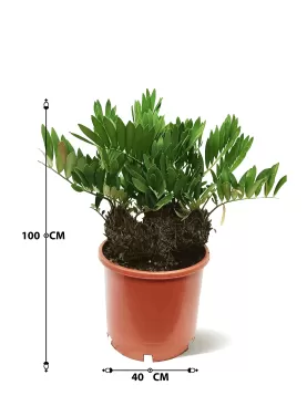 ZAMIA FUFURACEA POT 40CM - HIGHT 100CM