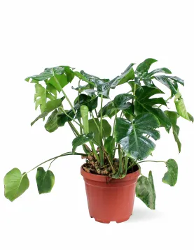 MONSTERA POT 30CM HEIGHT 80CM