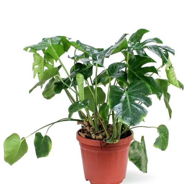 MONSTERA POT 30CM HEIGHT 80CM