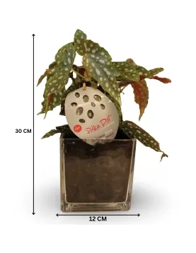 (BEGONIA MACULATA) SQUARE POT 12 CM - (2 PC)