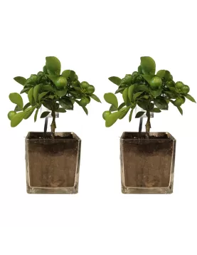 (CITROFORTUNELLA) SQUARE POT 12 CM (2 PC)