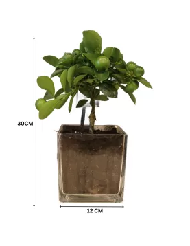 (CITROFORTUNELLA) SQUARE POT 12 CM (2 PC)