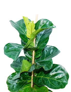 FICUS LYRATA POT 40 CM - HIGHT 100CM - (2PC)