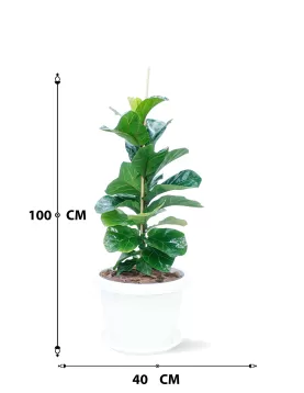 FICUS LYRATA POT 40 CM - HIGHT 100CM - (2PC)