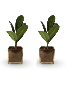 (FICUS ROBUSTA) SQUARE POT 12 CM -(2 PC)