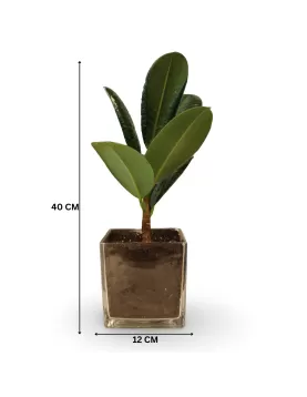 (FICUS ROBUSTA) SQUARE POT 12 CM -(2 PC)