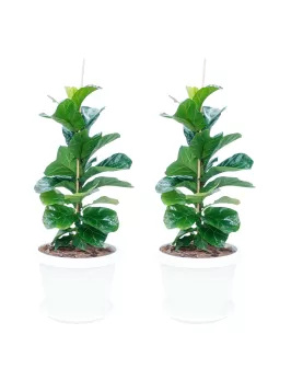 FICUS LYRATA POT 40 CM - HIGHT 100CM - (2PC)