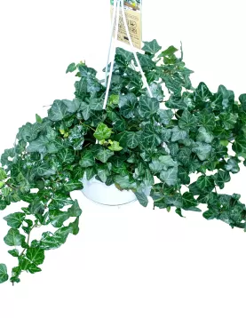 HEDERA HELIX WONDER HANGING POT 17 CM