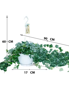 HEDERA HELIX WONDER HANGING POT 17 CM