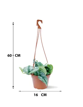 SCINDAPSUS MARBLE HANGING  - POT 16CM (2PC)