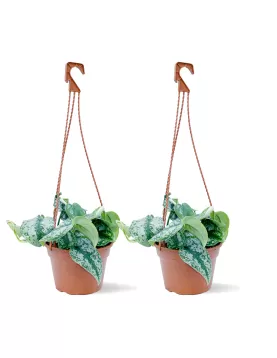 SCINDAPSUS MARBLE HANGING  - POT 16CM (2PC)