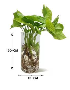 WATER PLANT SYNGONIUM (GREEN) - (2 pc)