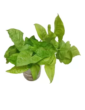 WATER PLANT SYNGONIUM (GREEN) - (2 pc)