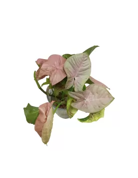 WATER PLANT SYNGONIUM (PINK) - (2 pc)