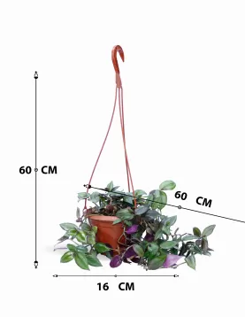 ترادسكنديا معلق حوض 16 سم - (حبتين)