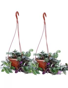 TRADISCANTIA HANGING POT 16 CM - (2PC)