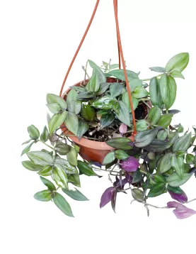 TRADISCANTIA HANGING POT 16 CM - (2PC)