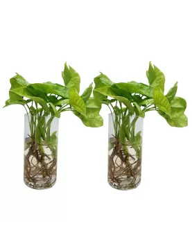 WATER PLANT SYNGONIUM (GREEN) - (2 pc)