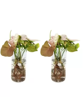 WATER PLANT SYNGONIUM (PINK) - (2 pc)