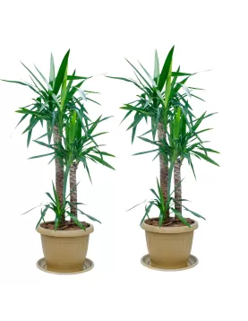 YUCCA POT 40 CM - (2PC)