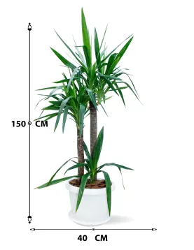 YUCCA POT 40 CM - (2PC)