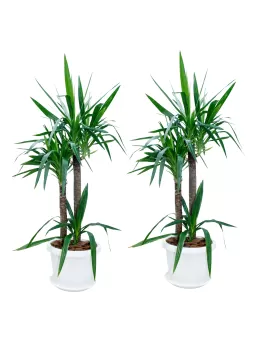 YUCCA POT 40 CM - (2PC)