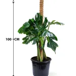 MONSTERA  STICK POT 25CM HEIGHT 100CM