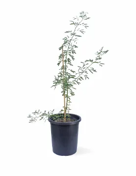 CERCIDIUM POT 30CM HEIGHT 120CM