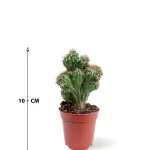 CACTUS POT 5 CM HEIGHT 10 CM