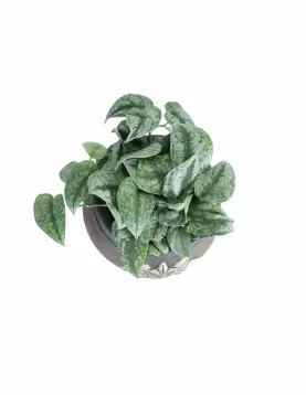 INDOOR PLANT DESIGN (SCINDAPSUS MARBLE )