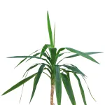 YUCCA HEAD LONG POT 25CM HEIGHT 80CM
