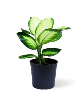 DIFFENBACHIA CHAMALLIA POT 14CM HEIGHT 40CM