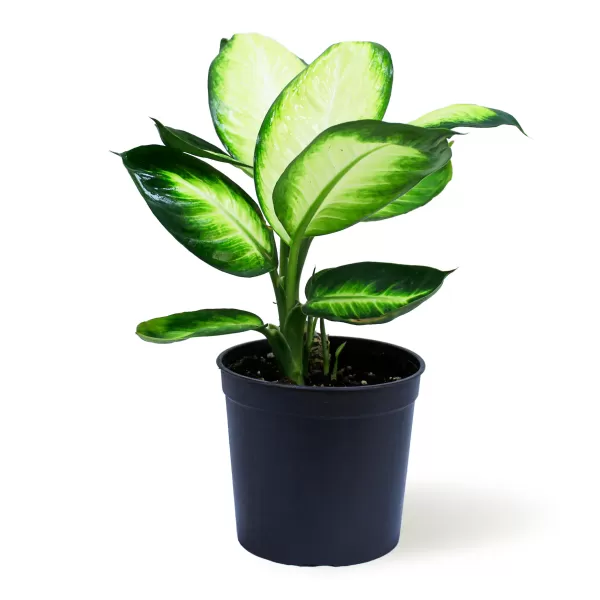 DIFFENBACHIA CHAMALLIA POT 14CM HEIGHT 40CM
