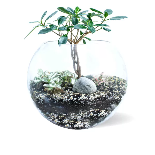 TERRARIUM ROUND GLASS - 35*35 CM