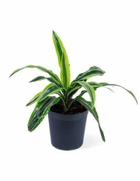 DRACAENA LEMON POT 18CM HEIGHT 40CM
