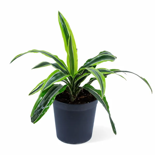 DRACAENA LEMON POT 18CM HEIGHT 40CM