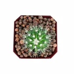 CACTUS - RED  POT 12CM HEIGHT 18CM