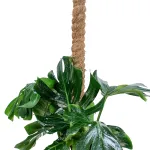 MONSTERA  STICK POT 25CM HEIGHT 100CM